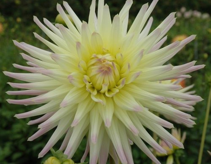 Dahlienkaktus Shooting Star