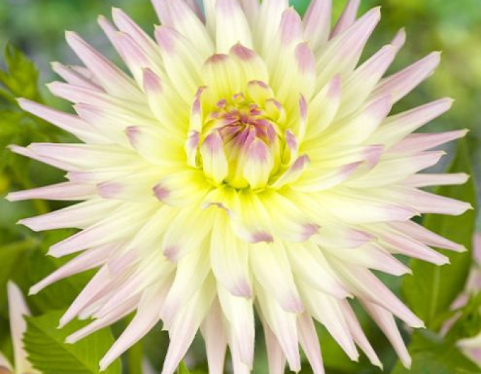 Dahlienkaktus Shooting Star