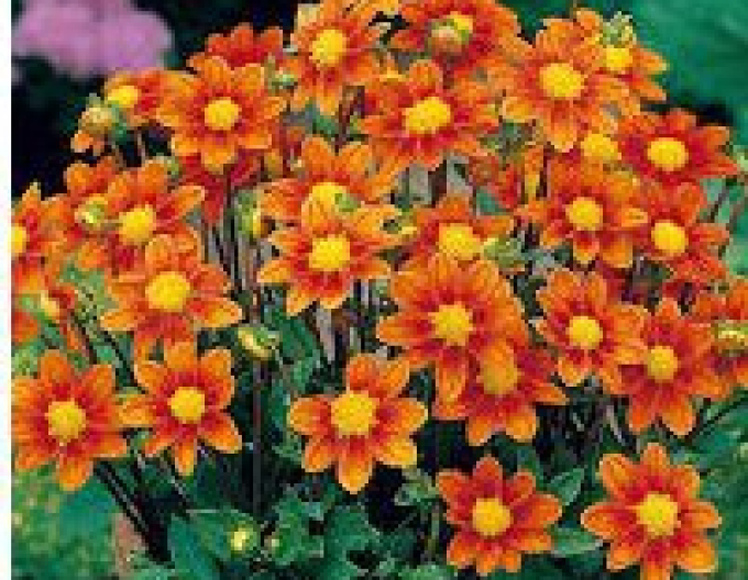 Dahlie niedrig Topmix Orange