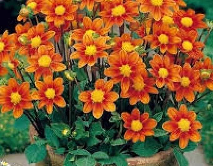 Dahlie niedrig Topmix Orange