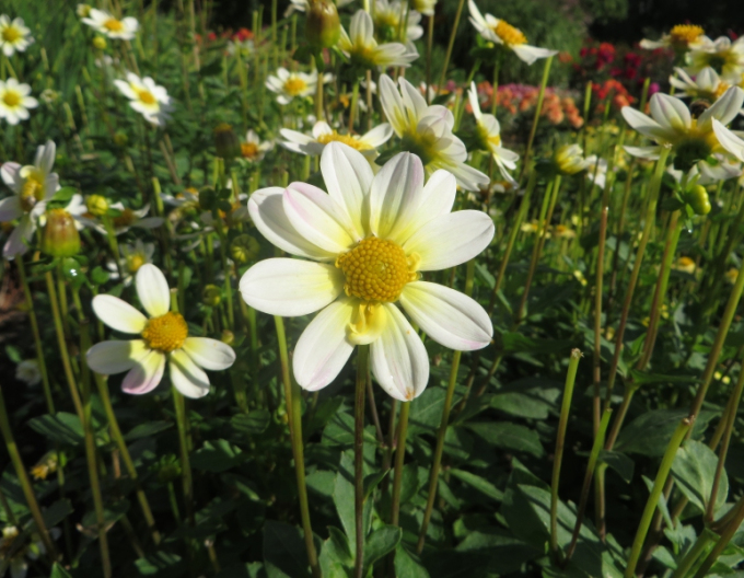 Dahlie niedrig Topmix White