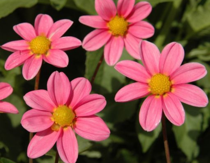 Dahlie niedrig Pink Bonne Esperance