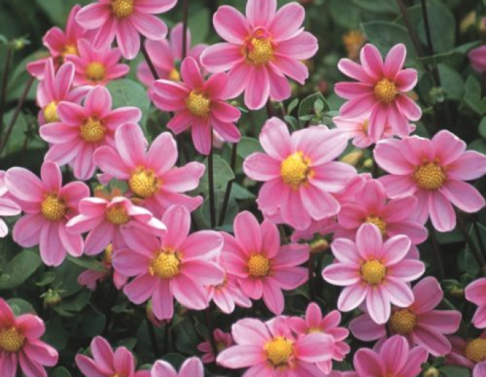 Dahlie niedrig Pink Bonne Esperance