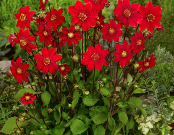 Dahlie niedrig Topmix Red