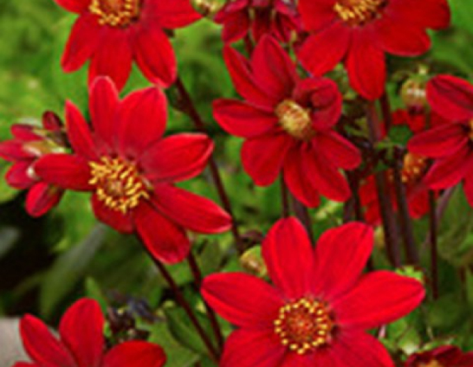 Dahlie niedrig Topmix Red