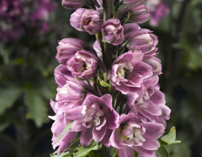 Hohe Bahre Rose White Bee