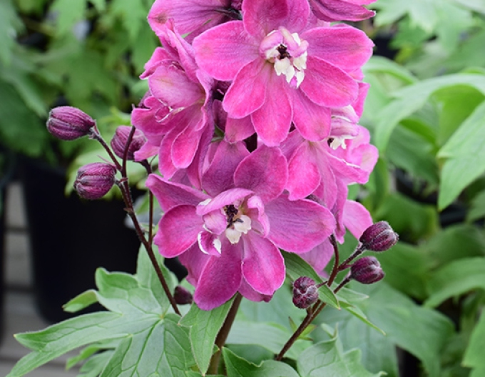 Hohe Bahre Rose White Bee