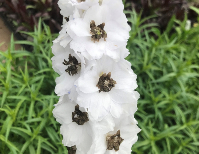 Hochstuhl White Dark Bee