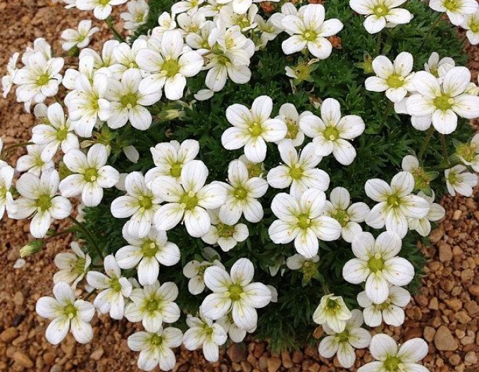 Lomicamnus Pixie White