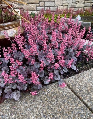 Heuchera Milan