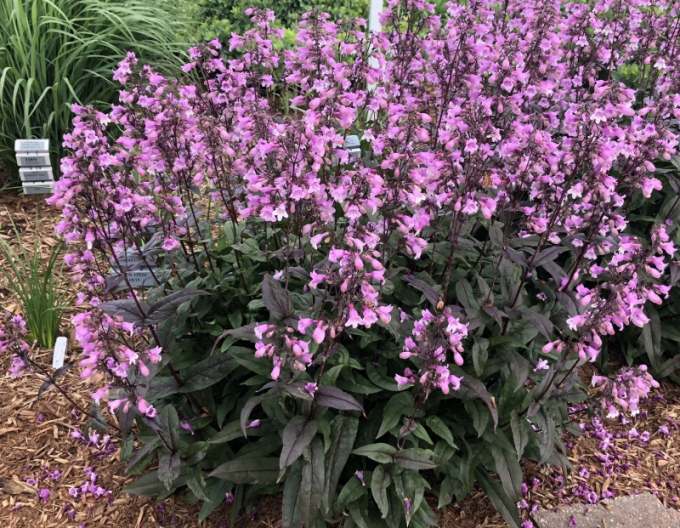 Penstemon ‘Midnight Masquerade’