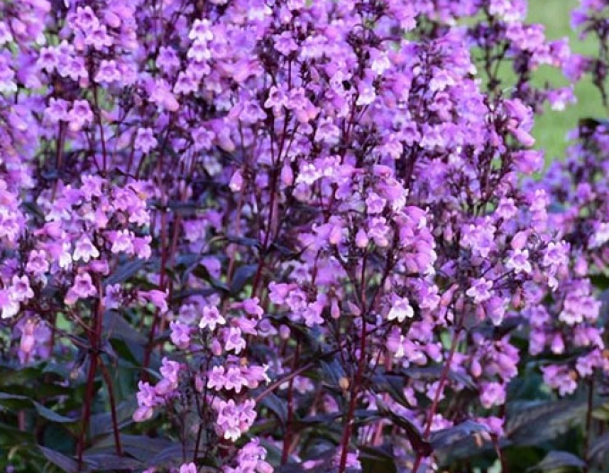 Penstemon ‘Midnight Masquerade’