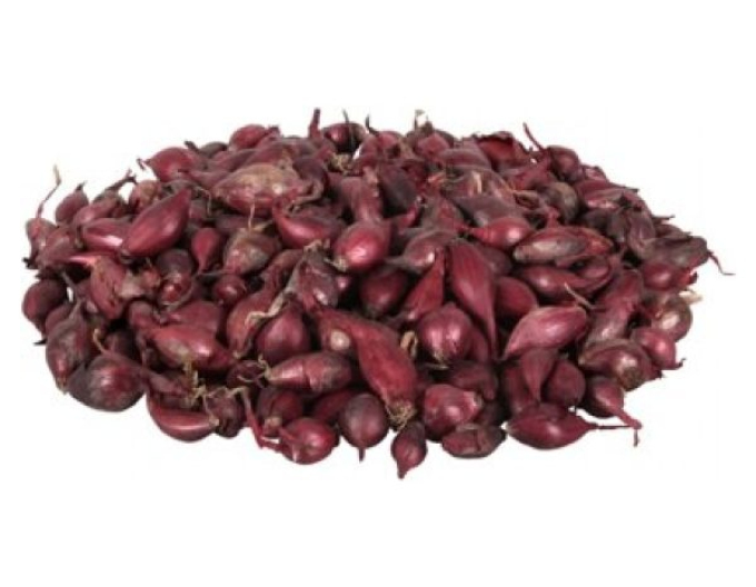 Zwiebelpflanze Karmen 8/16 0,25kg