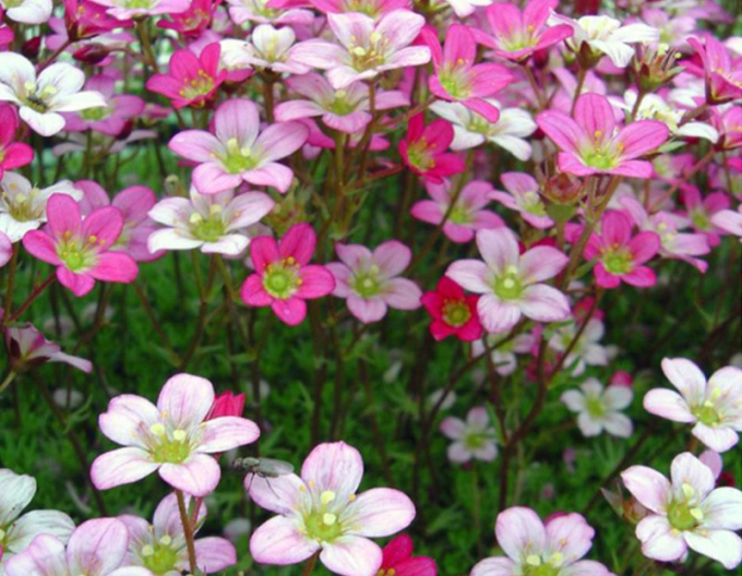 Lomicamnus Pixie Rose