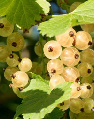 Weiße Johannisbeere Primus, Cont. 5l