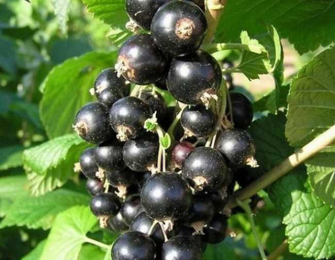 Schwarze Johannisbeere Eva KER 5l
