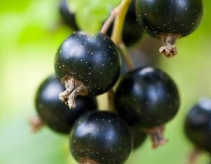 Schwarze Johannisbeere Eva, Hochstämmchen, wurzelnackt