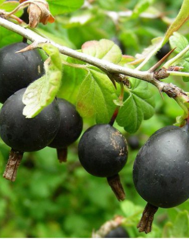 Jostabeere Strauch
