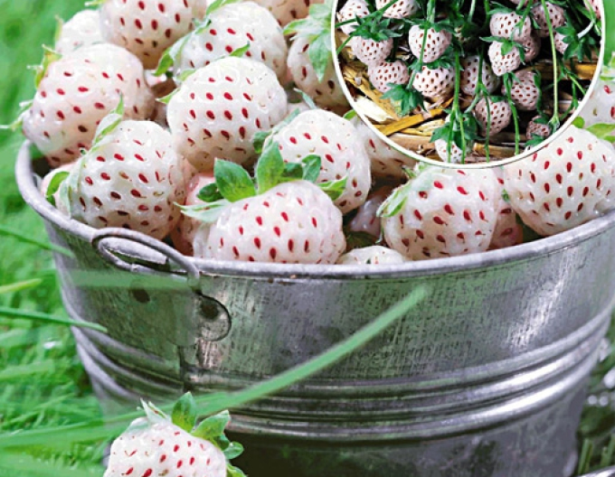 Weiße Erdbeere Pineapple Aardbei