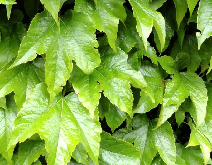 Pavian-Dreiblatt Green Spring