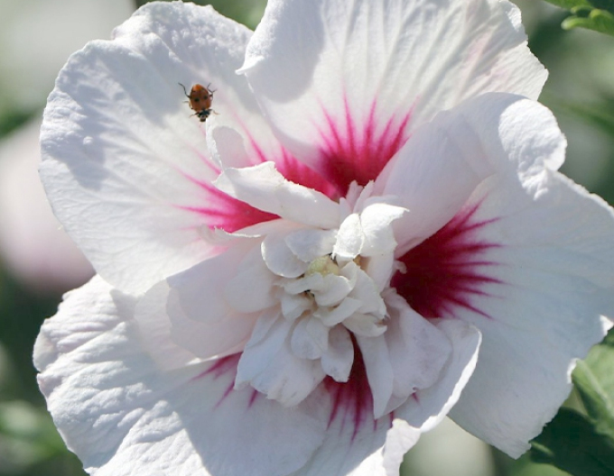 Syrischer Hibiskus China Chiffon