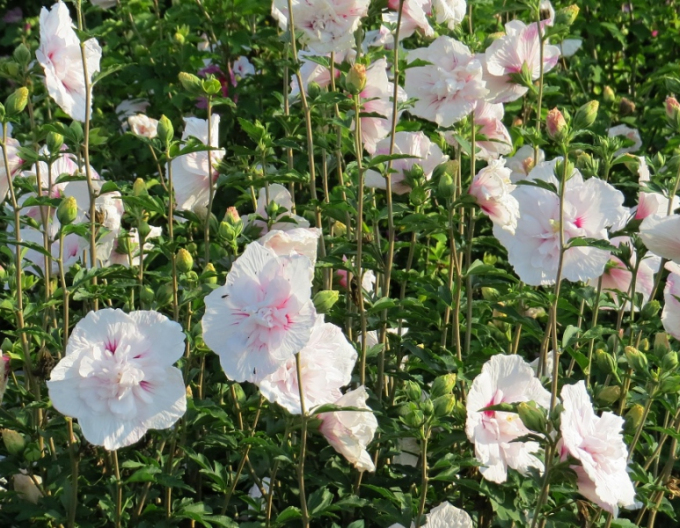 Syrischer Hibiskus China Chiffon