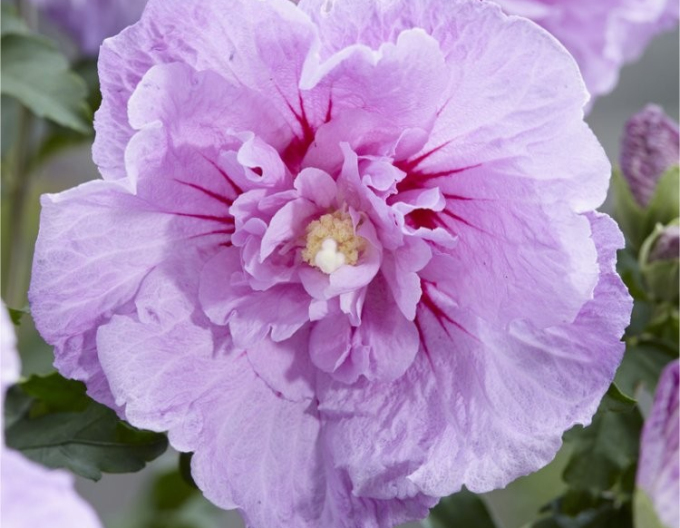 Garten-Eibisch Lavendel Chiffon