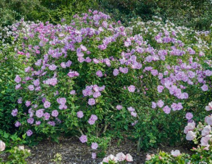 Garten-Eibisch Lavendel Chiffon