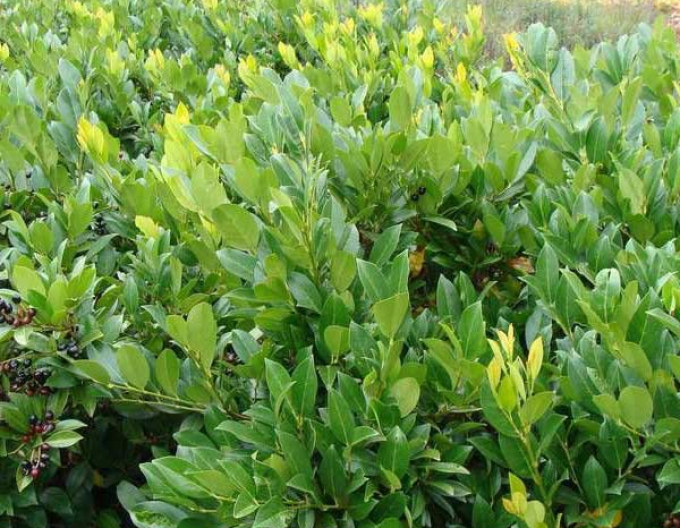 Lorbeer Lorbeer Caucasica