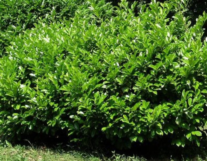 Lauricum medicalum Mano