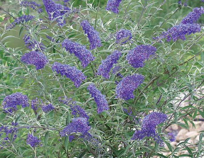 Sommerflieder  Nanho Blue