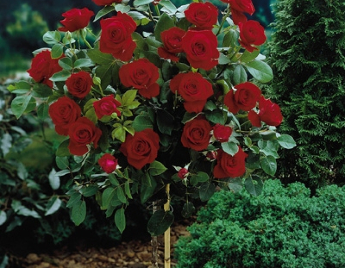 Baumrose Rot