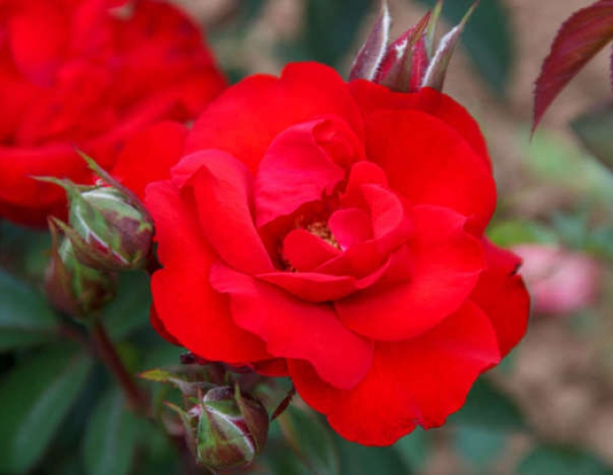Baumrose Rot
