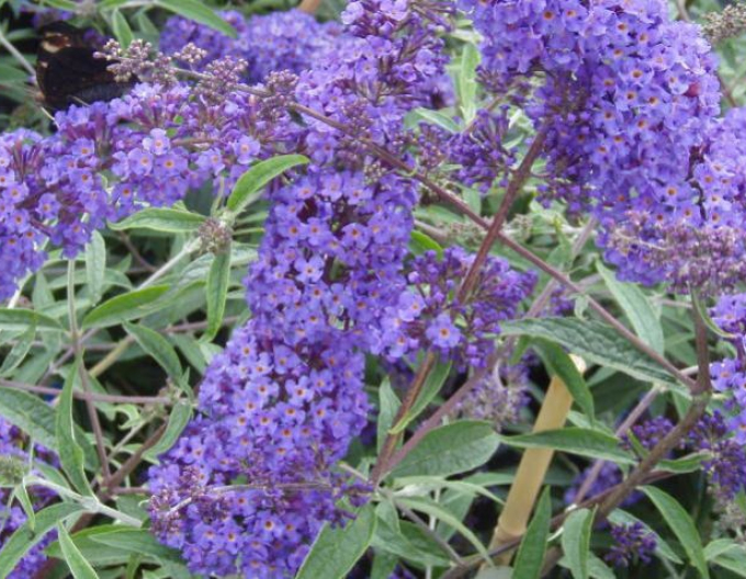 Sommerflieder  Nanho Blue