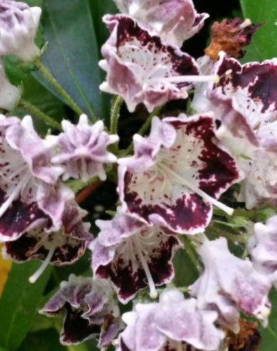 Kalmia breitblättrig Sterntaler