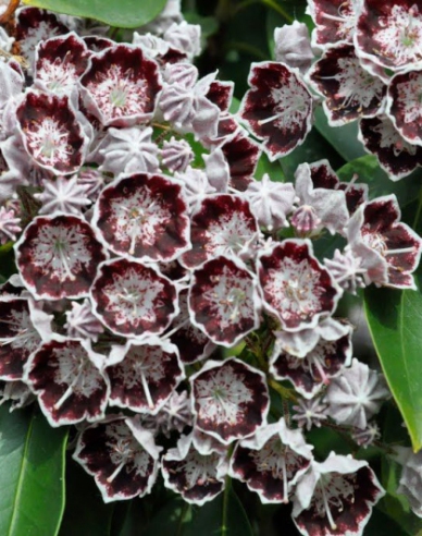 Kalmia breitblättrig Sterntaler