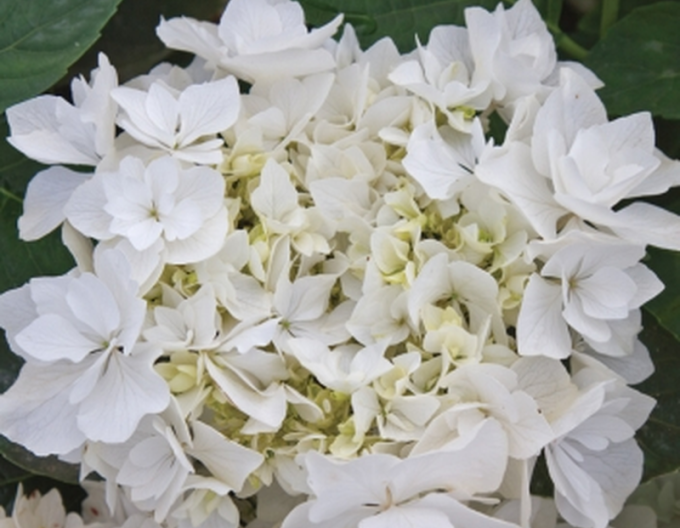 Hortensie calinoides Coco