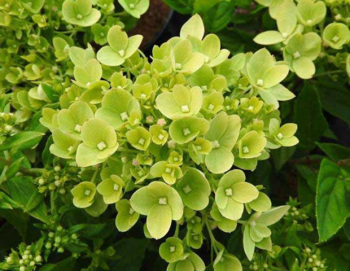 Hortensie Little Lime