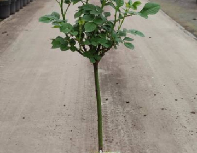 Baumrose Rot