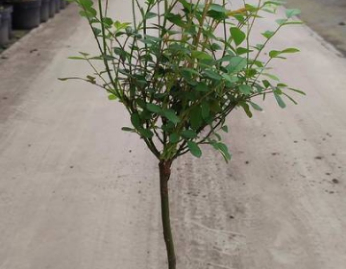 Baum Rose Rosa