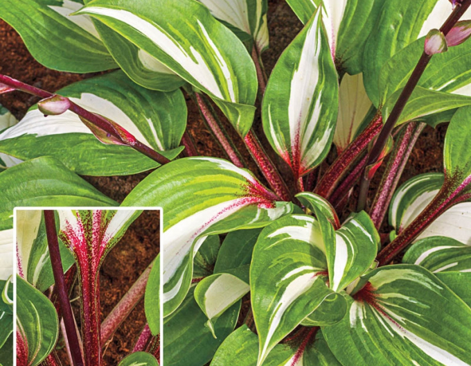Hosta Raspberry Sundae