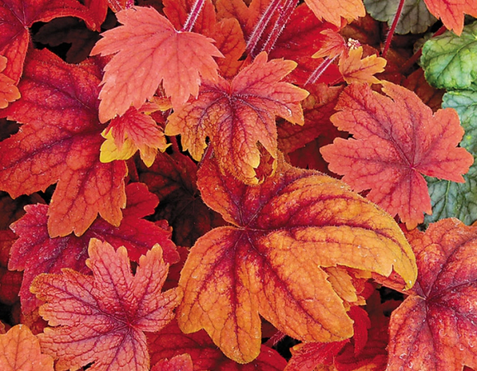 Heucherella Süßer Tee