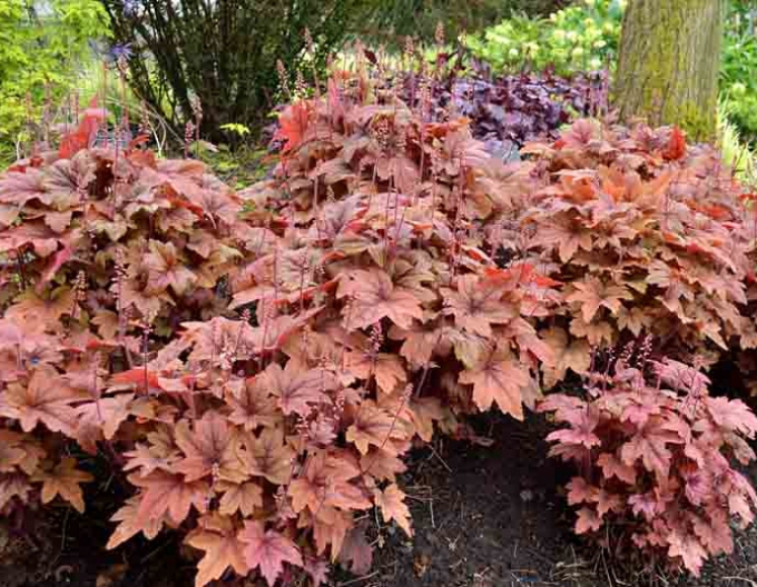 Heucherella Süßer Tee