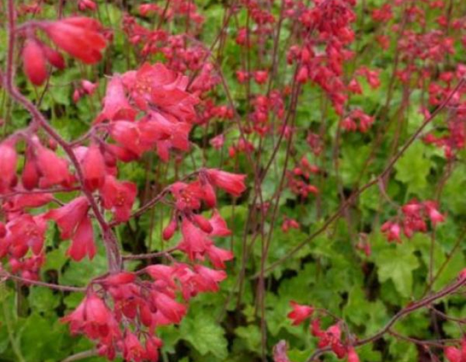 Heuchera Leuchtkafer
