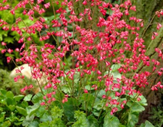 Heuchera Leuchtkafer