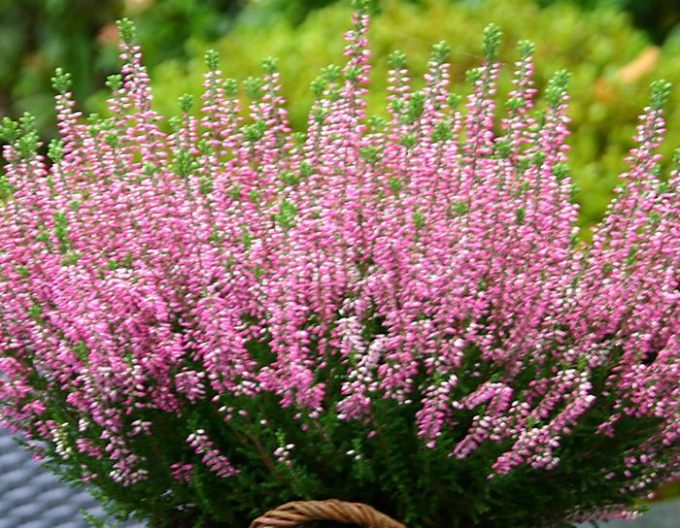 Heidekraut rosa