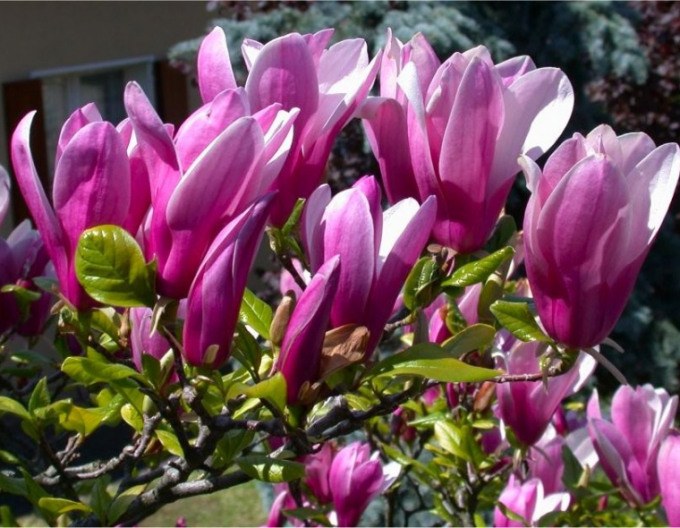 Magnolie "Susan" Baum