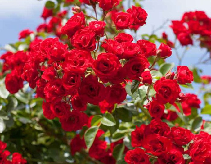 Rose MEIDILAND SCARLET