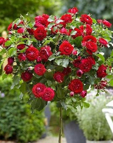 Rose MEIDILAND SCARLET