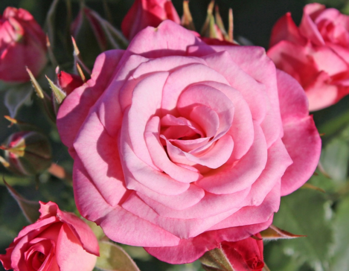 Baumrose XENIA